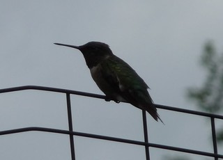 HummingbirdSilhouette