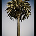Santa Monica palm