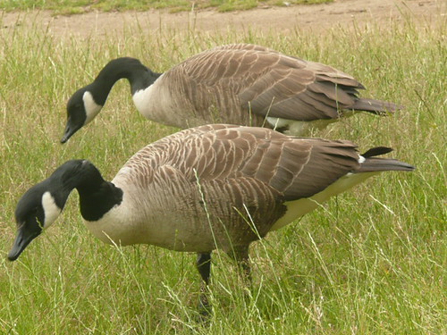 A Pair Of Canada Geese In Richmond Park London