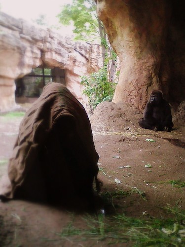 Two gorillas - Ueno zoo