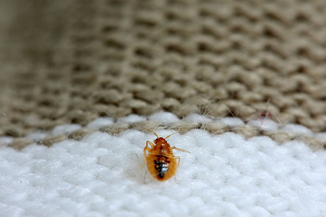 Dead bed bug 2 | Flickr - Photo Sharing!