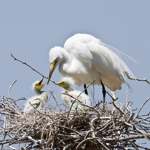 (4 of 9) Great Egret Chicks in Nest w/ Parent