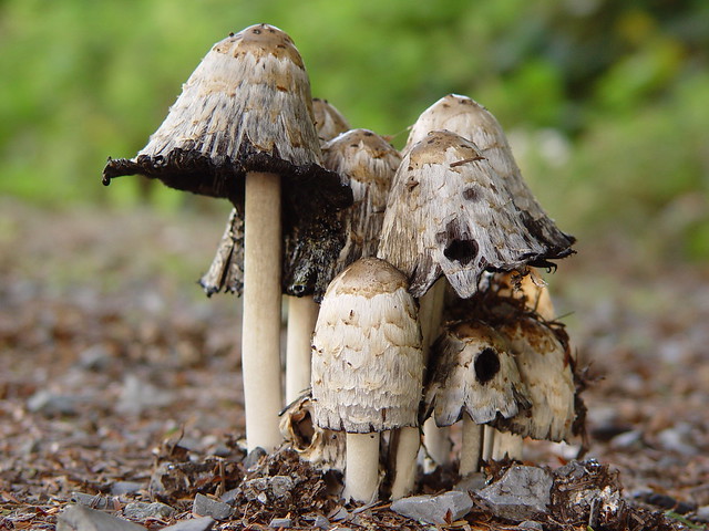 fall mushrooms photography