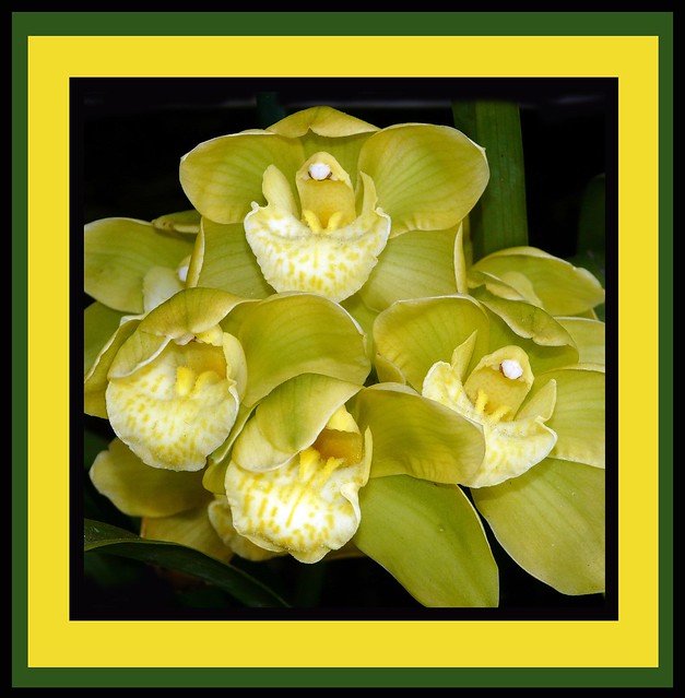 Cymbidium Eastern Star 'Kawano' hybrid orchid