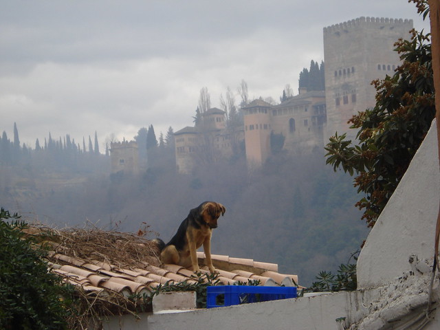 Perro en la Alhambra