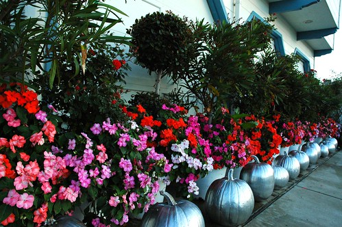 Flowers and Silver pumpkins, topiary, winter, Mill Rose Inn, Half Moon Bay, California, USA by Wonderlane
