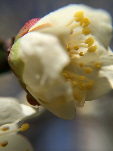 iPhone5sで撮影 olloclipで梅を撮る 2014年3月7日