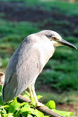 Honolulu Zoo Birds