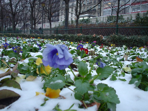 Snow Flower by celesteh