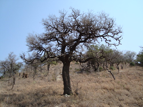 Tamboti Tree, Umfolozi Game Park SA