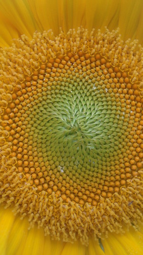 sunflower, Kibbles, CC-BY-ND