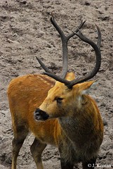 Cervidae - Deer, Moose