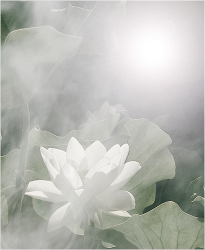 flower / white flower / White / White Lotus Flower @ Sun Rise / green / background / - IMG_3746 - زهرة اللوتس, ハスの花, 莲花, گل لوتوس, Fleur de Lotus, Lotosblume, कुंद, 연꽃