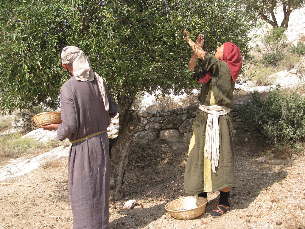 Olive harvest at Nazareth Village