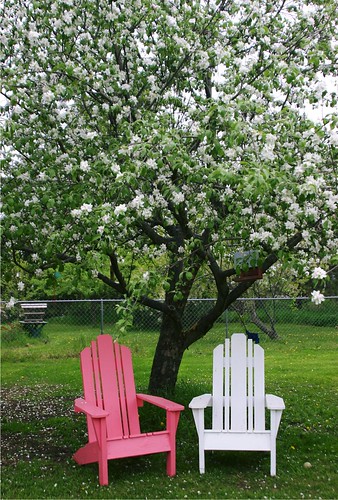 Pink and White Chairs Under the Apple Tree