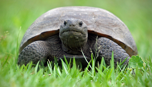 Florida's Gopher Tortoise