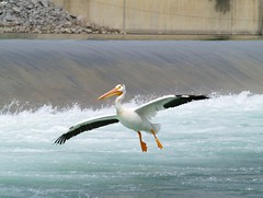 pelicans!