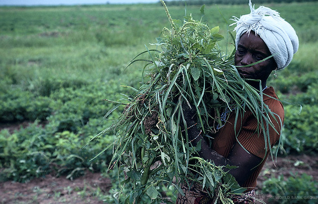 Woman harvests crops in Nigeria