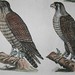 matth merian 1657 falco 3