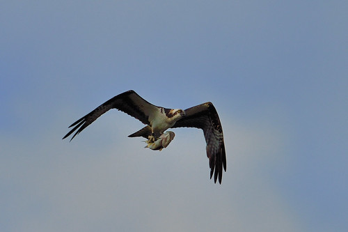 Osprey and Fish DSC_6424