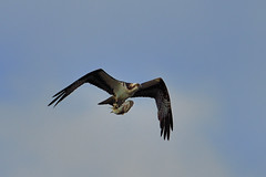 Osprey and Fish DSC_6424 by Mully410 * Images