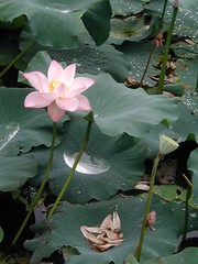Fantasy Garden Lotus