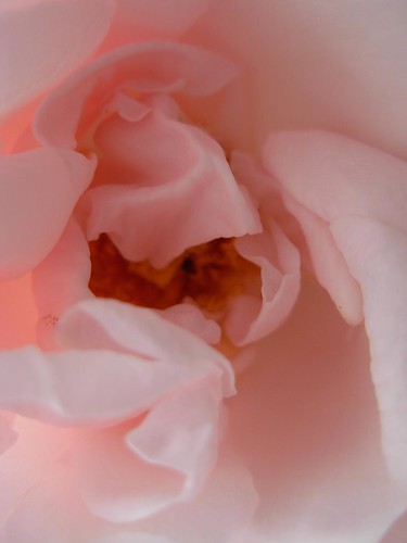 morning after deluge 6-- pink rose