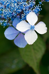 More Little Blue Flowers