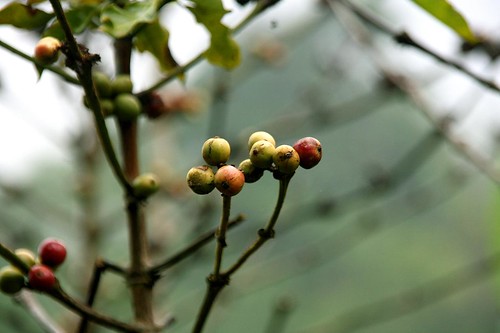 Coffee beans... red are ripe, green are not. From 4 Best Experiences To Have On Lago de Atitlan