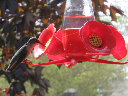 Hummingbird Perch by JKissnHug - Been busy birding