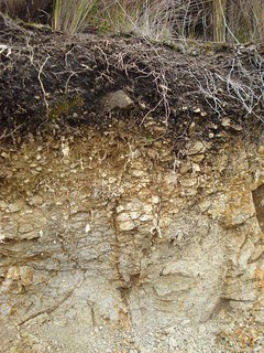 Horizontes de Suelo / Soil Horizons