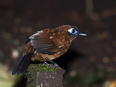 Thamnophilidae - Typical Antbirds