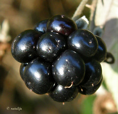 Plodovi (Fruits)