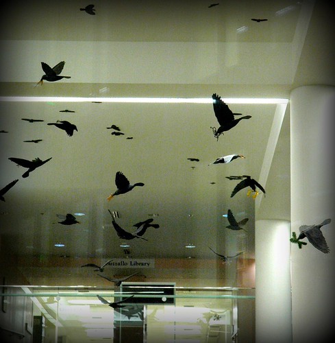 The crows inside Kenneth S. Allen Library by Wonderlane