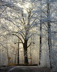Trees. - Snow. - No conifers. (1)