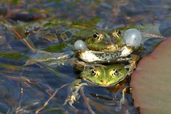 Wildlife: Amphibien / Reptilien