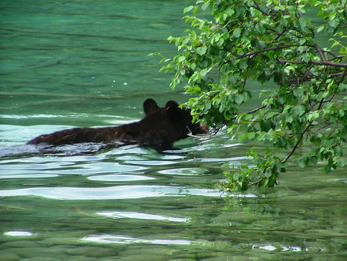 swimming black bear