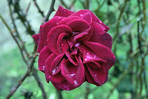 redredrose