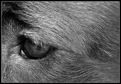 Dogs eye view