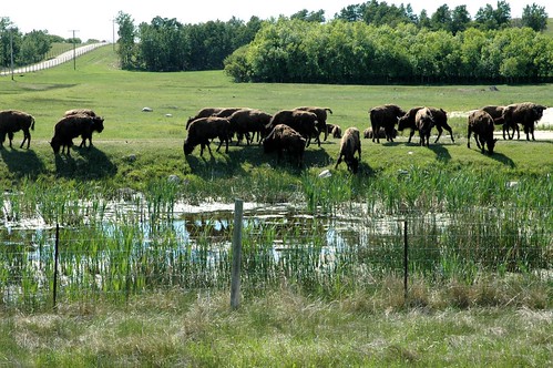 buffalo farm 012b