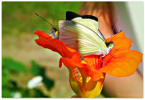 No movimento da borboleta by Odete de Paula