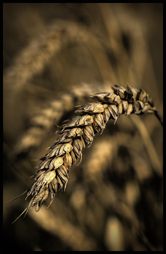 Wheat Field (3)