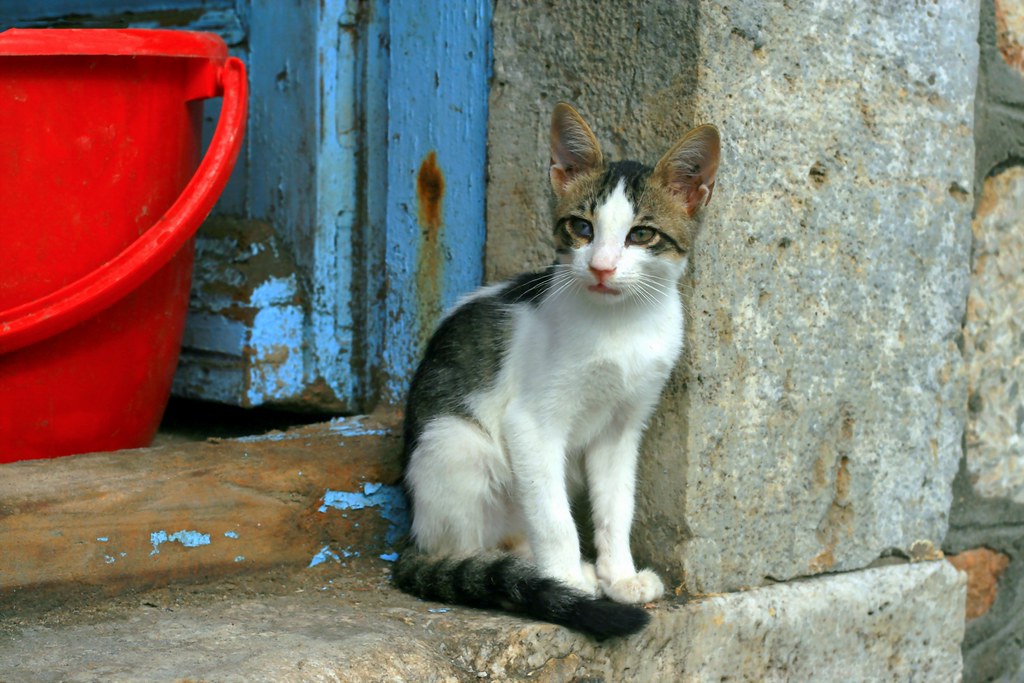 Cat and red pot