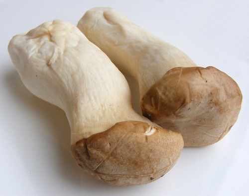 King Oyster Mushroom or King trumpet mushroom