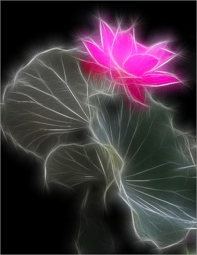 application on a lotus flower by Bahman Farzad Fractalius Fractalius 