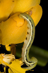 淡黃蝶 Catopsilia pomona