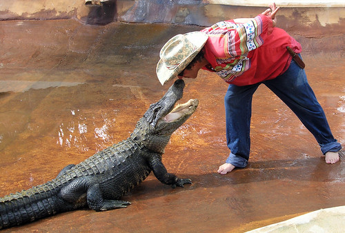 Kissing an Alligator at the Big Cypress Seminole Tribe, Ft. Lauderdale