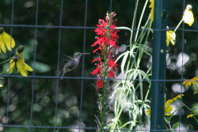 Ruby-throated Hummingbird {Archilochus colubris}