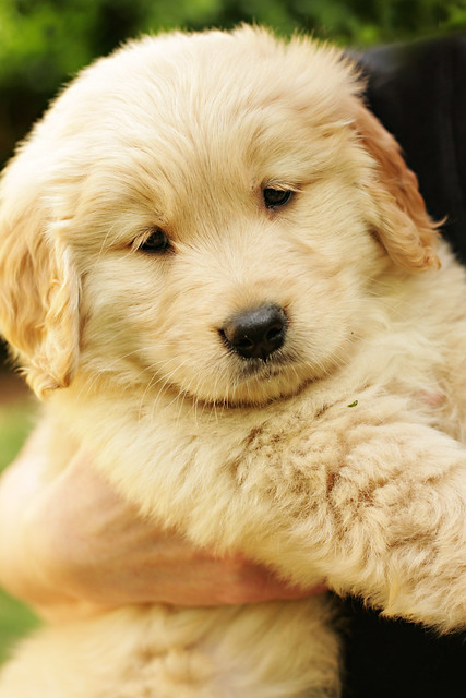 Fluffy puppy | Flickr - Photo Sharing!