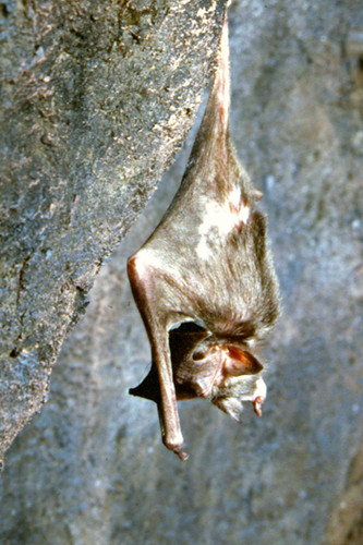 Bat, Vampire -2- (Desmodus rotundus)